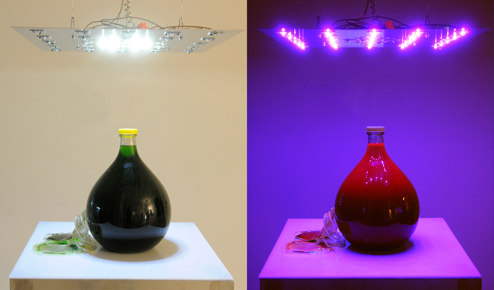 Photosynthesis Purple